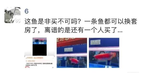 这条鱼价值100万！网友大为震撼...