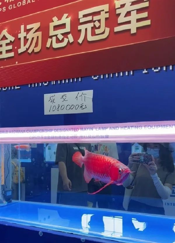 这条鱼价值100万！网友大为震撼...