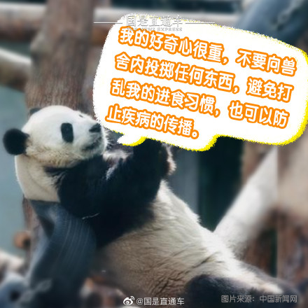 正确观熊指南来啦 正确观熊指南来啦