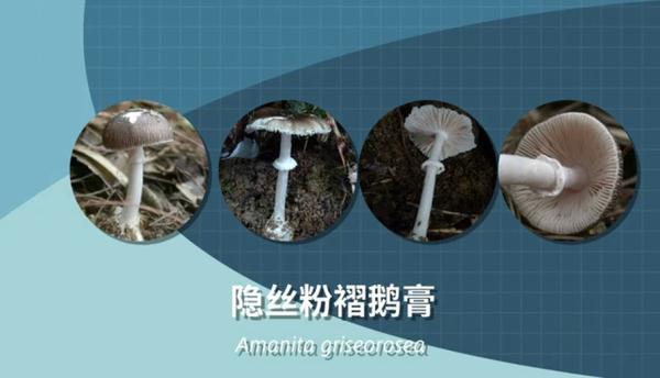 别采，别买，别吃！一地发布最新提示