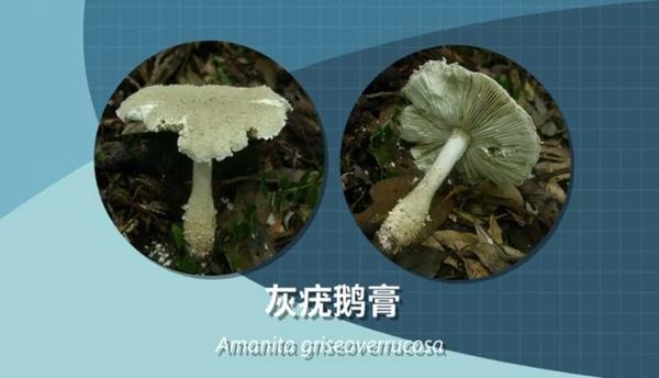 别采，别买，别吃！一地发布最新提示