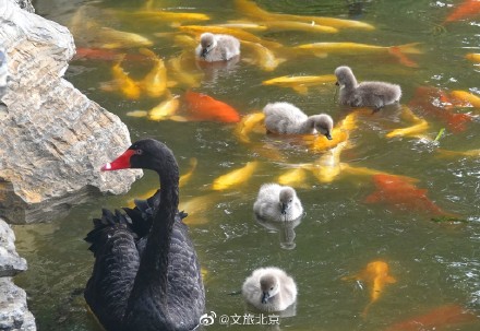 圆明园网红黑天鹅喜添六萌娃 圆明园网红黑天鹅喜添六萌娃