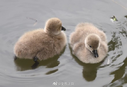 圆明园网红黑天鹅喜添六萌娃 圆明园网红黑天鹅喜添六萌娃