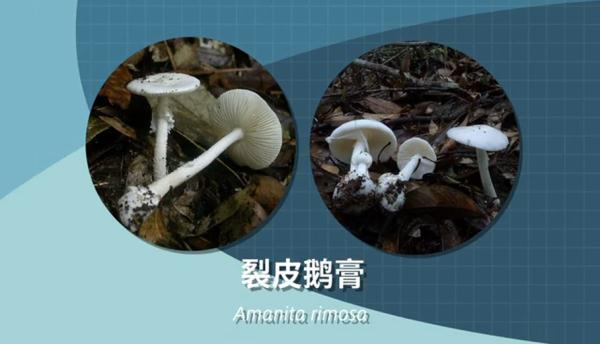 别采，别买，别吃！一地发布最新提示