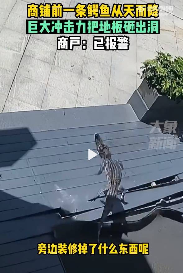 鳄鱼从天而降砸穿商铺门前地板，物业回应：业主偷偷养在家里，从鱼缸爬出摔下来了