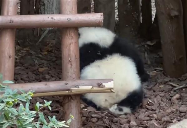 愤怒!大熊猫“园润”被一男子恶意泼水 愤怒!大熊猫“园润”被一男子恶意泼水