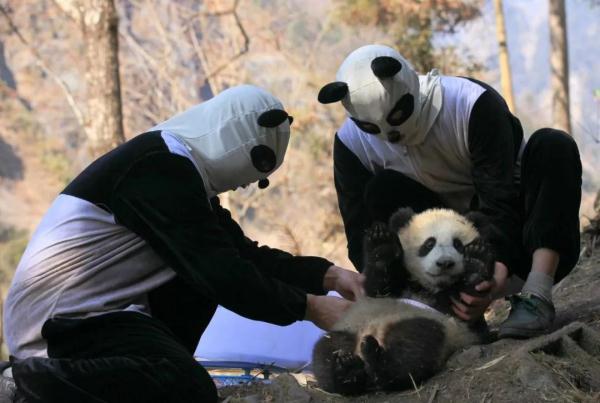 31年，他一直在山上“骗”熊猫