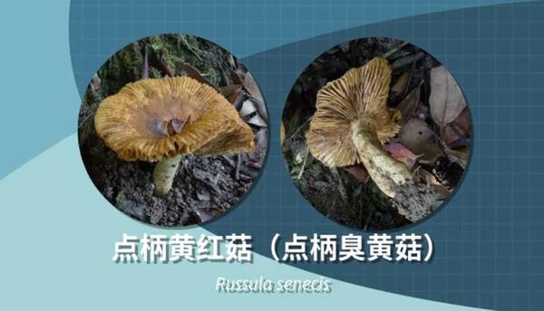 别采，别买，别吃！一地发布最新提示