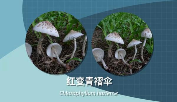 别采，别买，别吃！一地发布最新提示