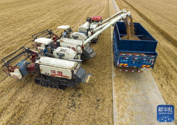 田间好“丰”景 小麦收获忙