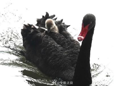 圆明园网红黑天鹅喜添六萌娃 圆明园网红黑天鹅喜添六萌娃