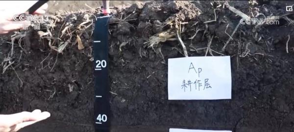 【大国科学家】张佳宝：为土壤“把脉会诊” 只为粮安天下