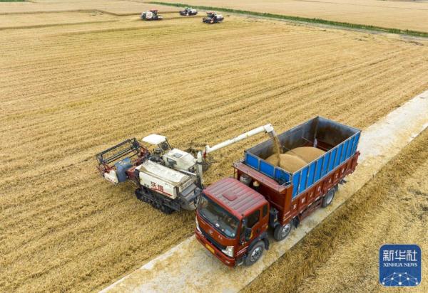 田间好“丰”景 小麦收获忙