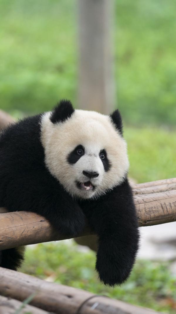 重庆:动物萌宝庆六一 重庆:动物萌宝庆六一