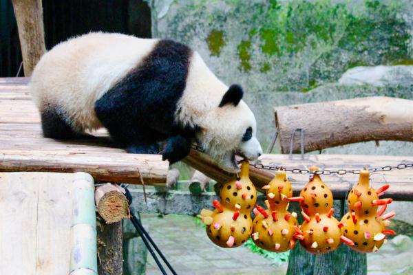 重庆:动物萌宝庆六一 重庆:动物萌宝庆六一