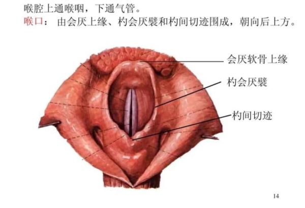 会厌反射图片