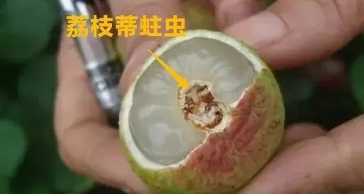 【实用知识】荔枝吃不对，当真会要命！
