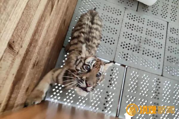 萌化了！南昌来了一批特殊的“小朋友”……