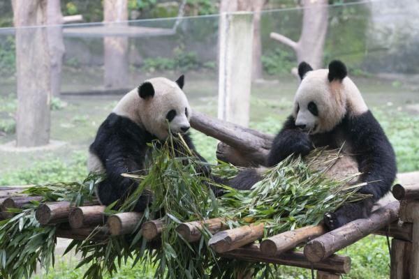 重庆:动物萌宝庆六一 重庆:动物萌宝庆六一