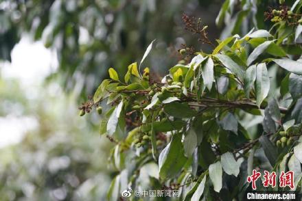 神奇！四川千年荔枝树11年后又挂果