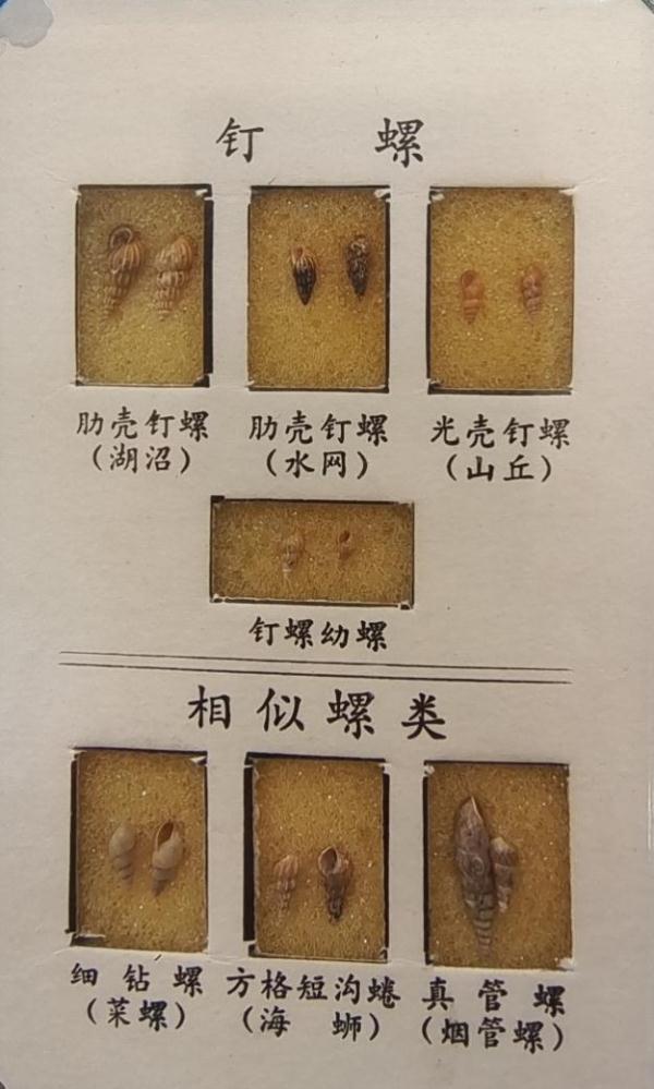下水十秒即可感染，警惕江水中的“隐形杀手”