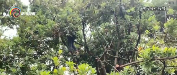 就这么急切这么嘴馋！有人竟然爬到公园景观树上摘果子掰断树枝
