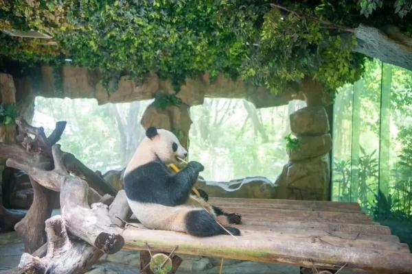 儿童节带娃好去处!广东多个景区宣布:免票 儿童节带娃好去处!广东多个景区宣布:免票