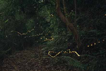 似密林中的“夜精灵”，广州黄埔漫山遍野萤火虫飞舞！