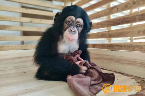 萌化了！南昌来了一批特殊的“小朋友”……