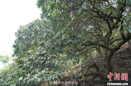 神奇！四川千年荔枝树11年后又挂果