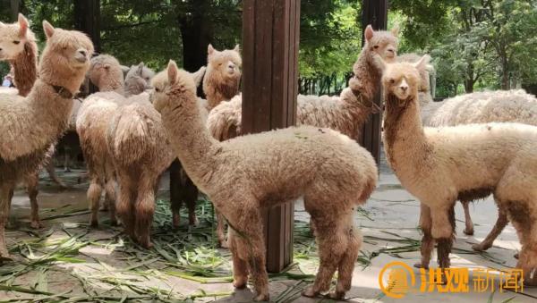 萌化了！南昌来了一批特殊的“小朋友”……