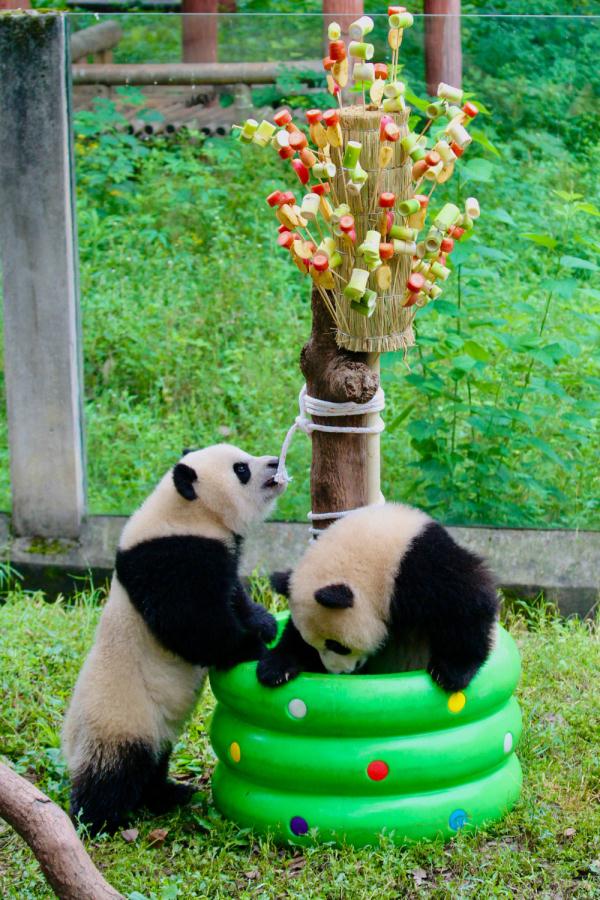 重庆:动物萌宝庆六一 重庆:动物萌宝庆六一