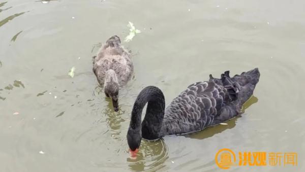 萌化了！南昌来了一批特殊的“小朋友”……