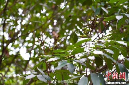 神奇！四川千年荔枝树11年后又挂果