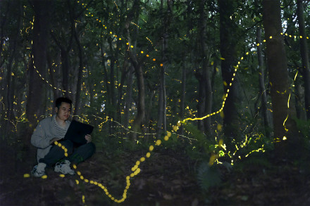似密林中的“夜精灵”，广州黄埔漫山遍野萤火虫飞舞！