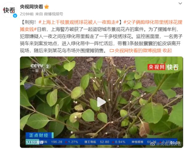 刑拘!上海上千枝景观绣球花被人一夜剪走 刑拘!上海上千枝景观绣球花被人一夜剪走