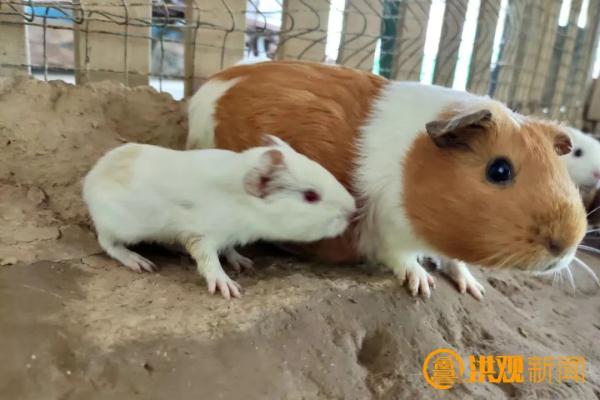 萌化了！南昌来了一批特殊的“小朋友”……