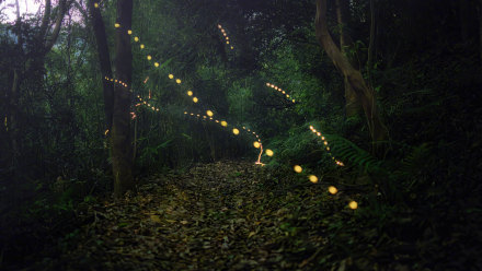 似密林中的“夜精灵”，广州黄埔漫山遍野萤火虫飞舞！