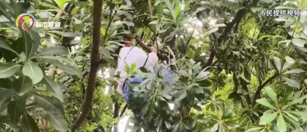 就这么急切这么嘴馋！有人竟然爬到公园景观树上摘果子掰断树枝