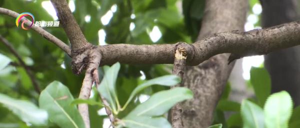 就这么急切这么嘴馋！有人竟然爬到公园景观树上摘果子掰断树枝