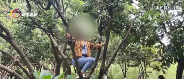 就这么急切这么嘴馋！有人竟然爬到公园景观树上摘果子掰断树枝