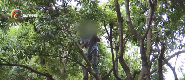 就这么急切这么嘴馋！有人竟然爬到公园景观树上摘果子掰断树枝