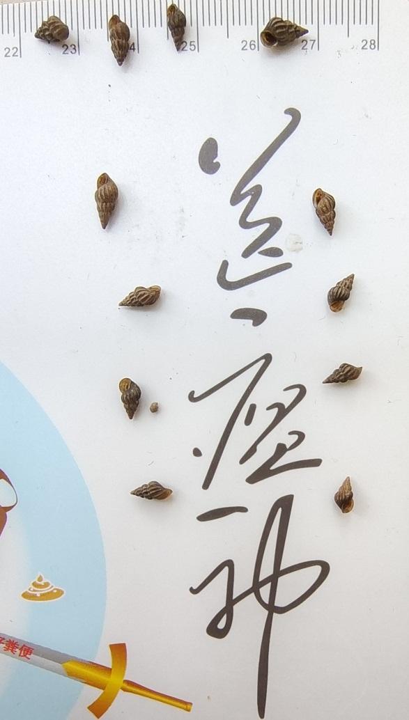 下水十秒即可感染，警惕江水中的“隐形杀手”