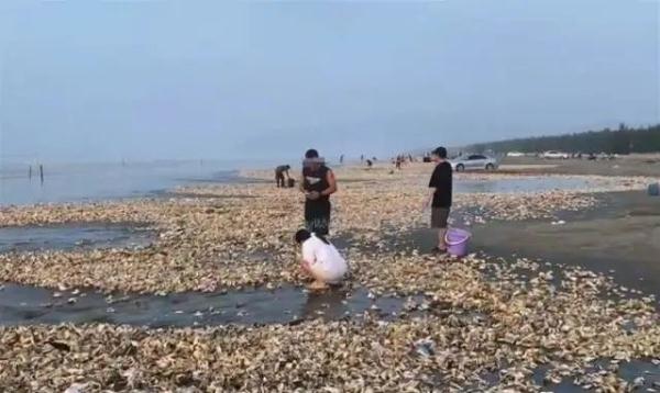 广东一地海滩突现大量生蚝，有人捡了百斤！官方提醒