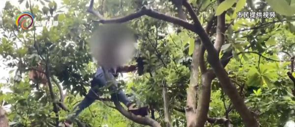就这么急切这么嘴馋！有人竟然爬到公园景观树上摘果子掰断树枝