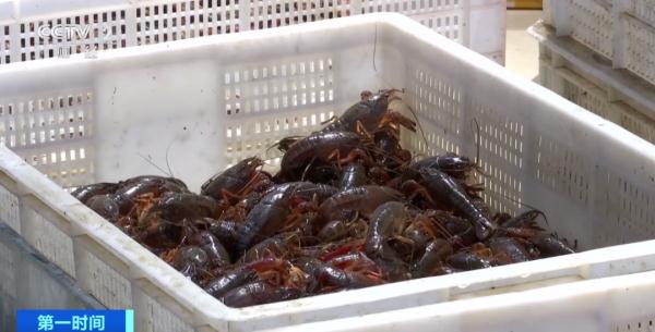 大降价!每斤价格已跌破10元 大降价!每斤价格已跌破10元