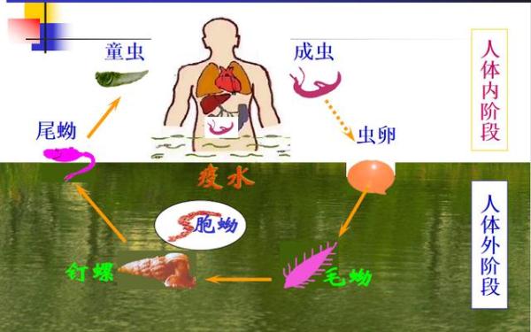 下水十秒即可感染，警惕江水中的“隐形杀手”