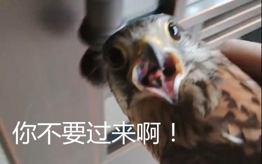“这是牢底坐穿鸟吗？”杭州女子懵了