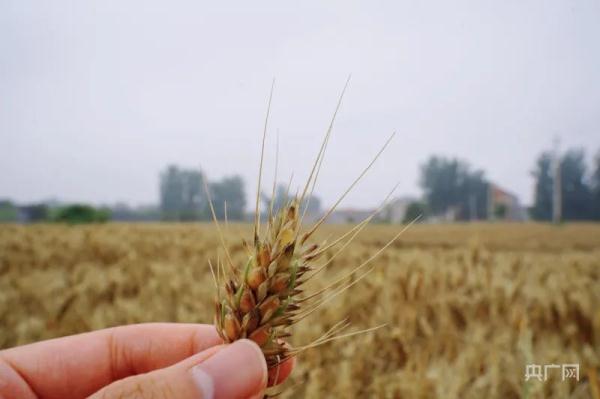 河南部分地区小麦发芽严重，受灾农户如何理赔？记者实地探访！