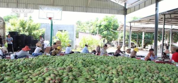 各地瓜果抢“鲜”上市 特色农产品“种得好”“销得旺” 各地瓜果抢“鲜”上市 特色农产品“种得好”“销得旺”